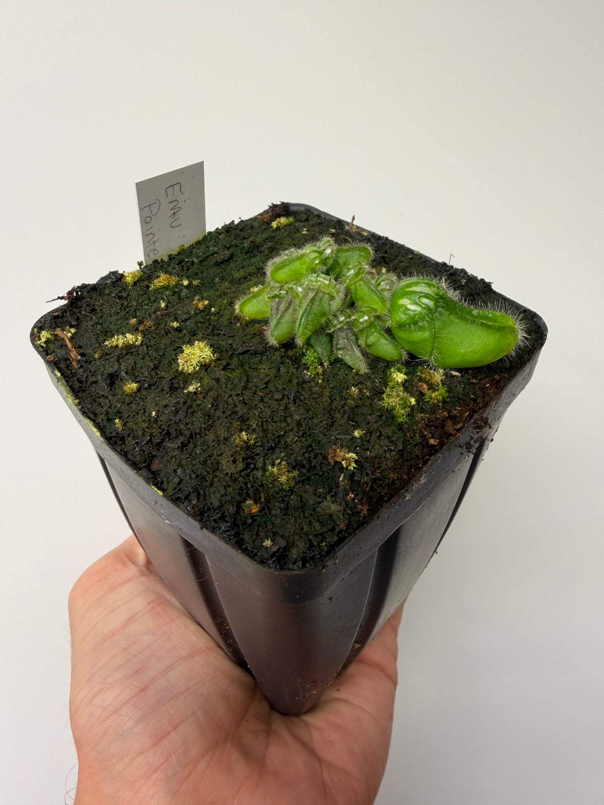 Cephalotus follicularis “Emu Pointe” #6