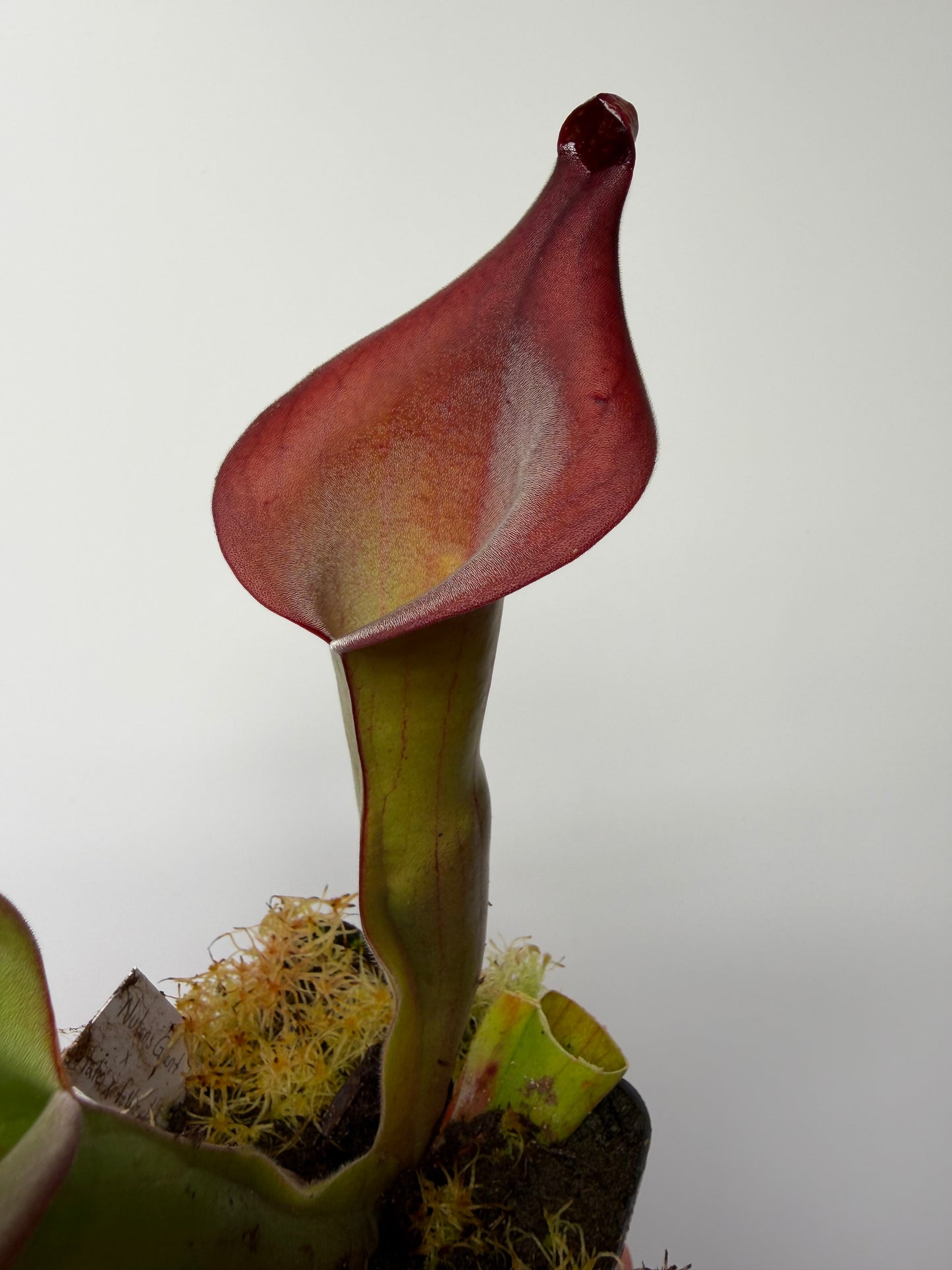 Heliamphora Nutans Giant x (tatei x folliculata) LC1