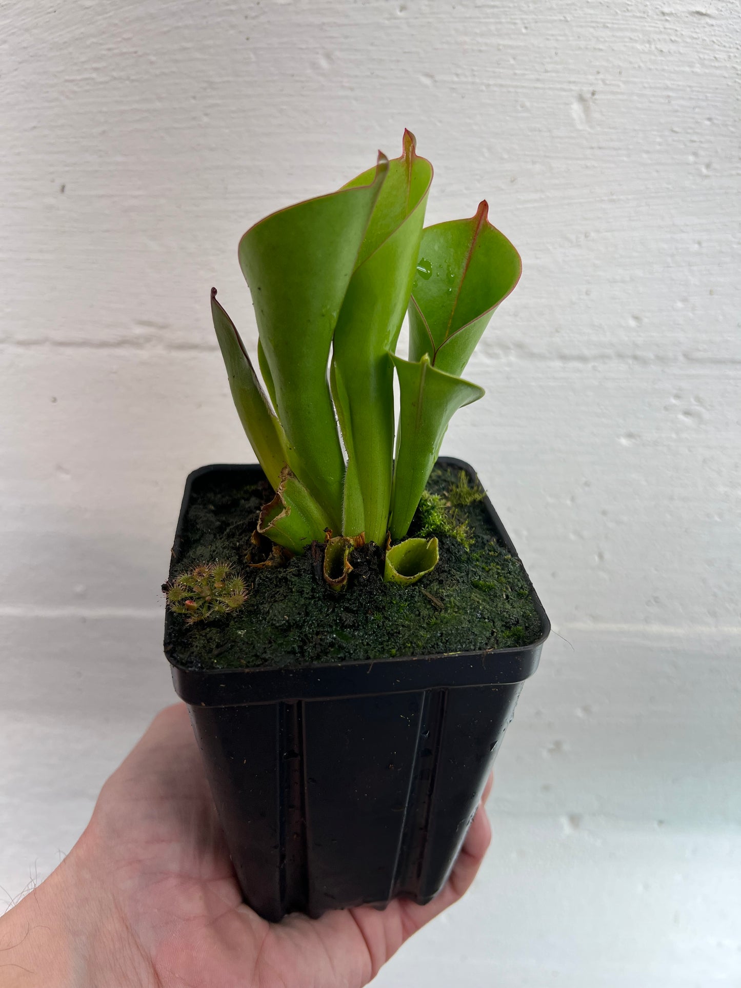 Heliamphora heterodoxa x minor