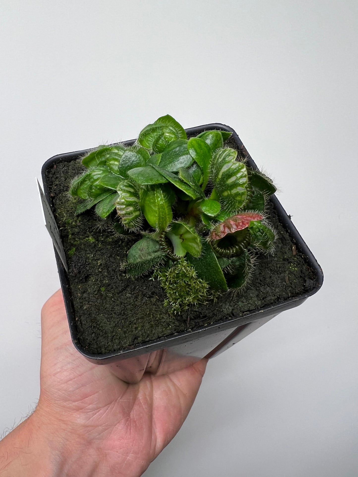 Cephalotus follicularis “Brewers Beauty” x “Brewers”