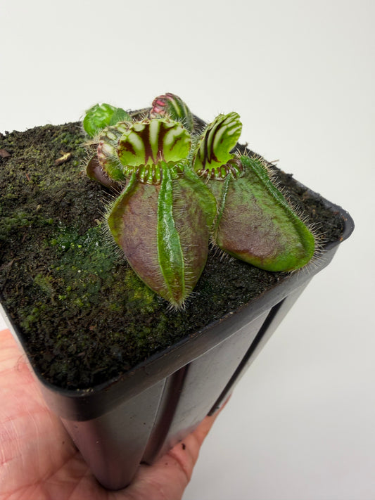 Cephalotus follicularis “Hampshire Red”