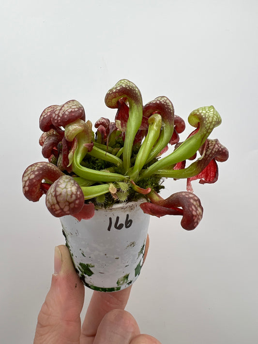 Darlingtonia californica (Cobra Pitcher Plant) - Seed Grown #166