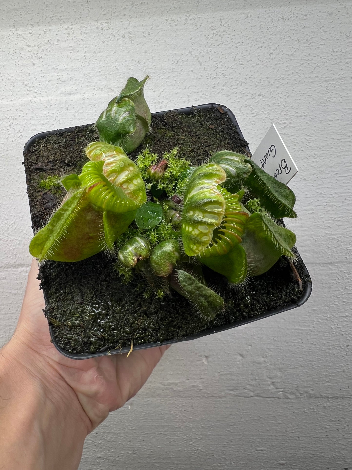 Cephalotus follicularis “Brewers Giant”