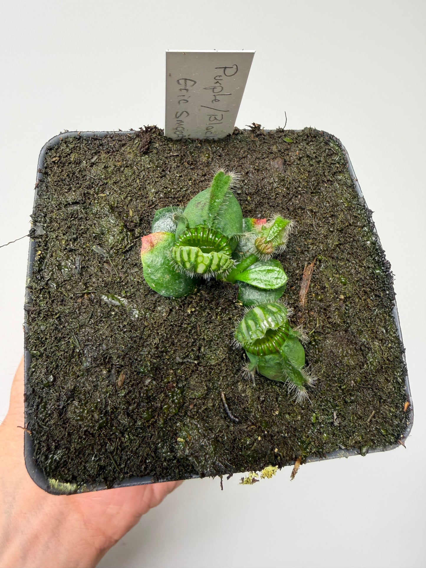 Cephalotus follicularis “Purple/Black” - Eric Smooth