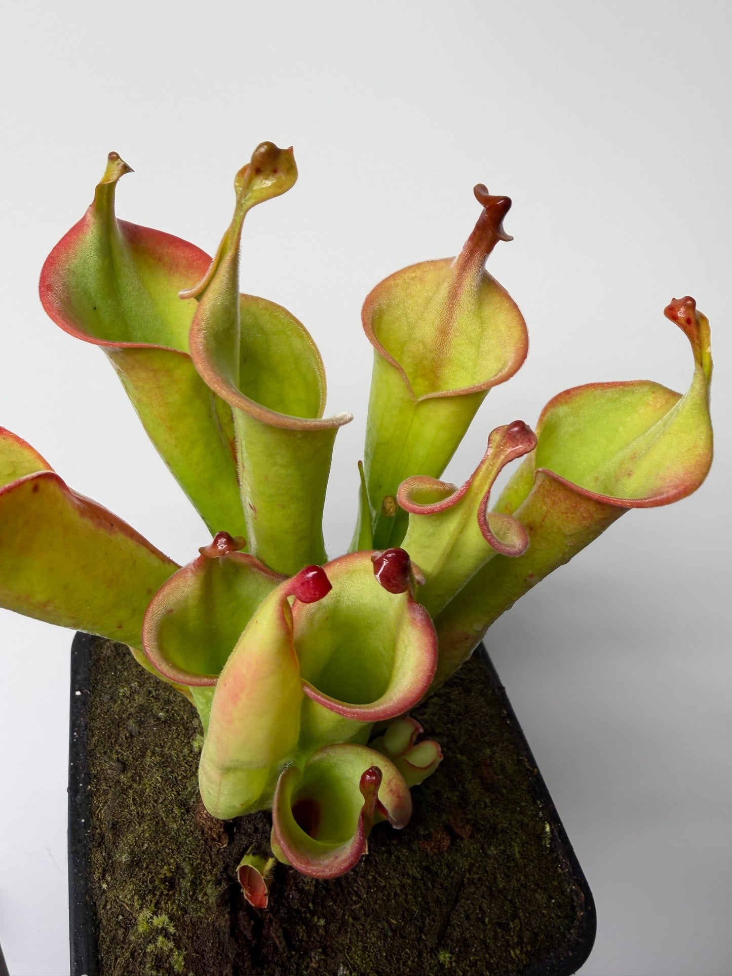 Heliamphora tatei (Cerro Duida) - 1 Gallon, Flowering Size