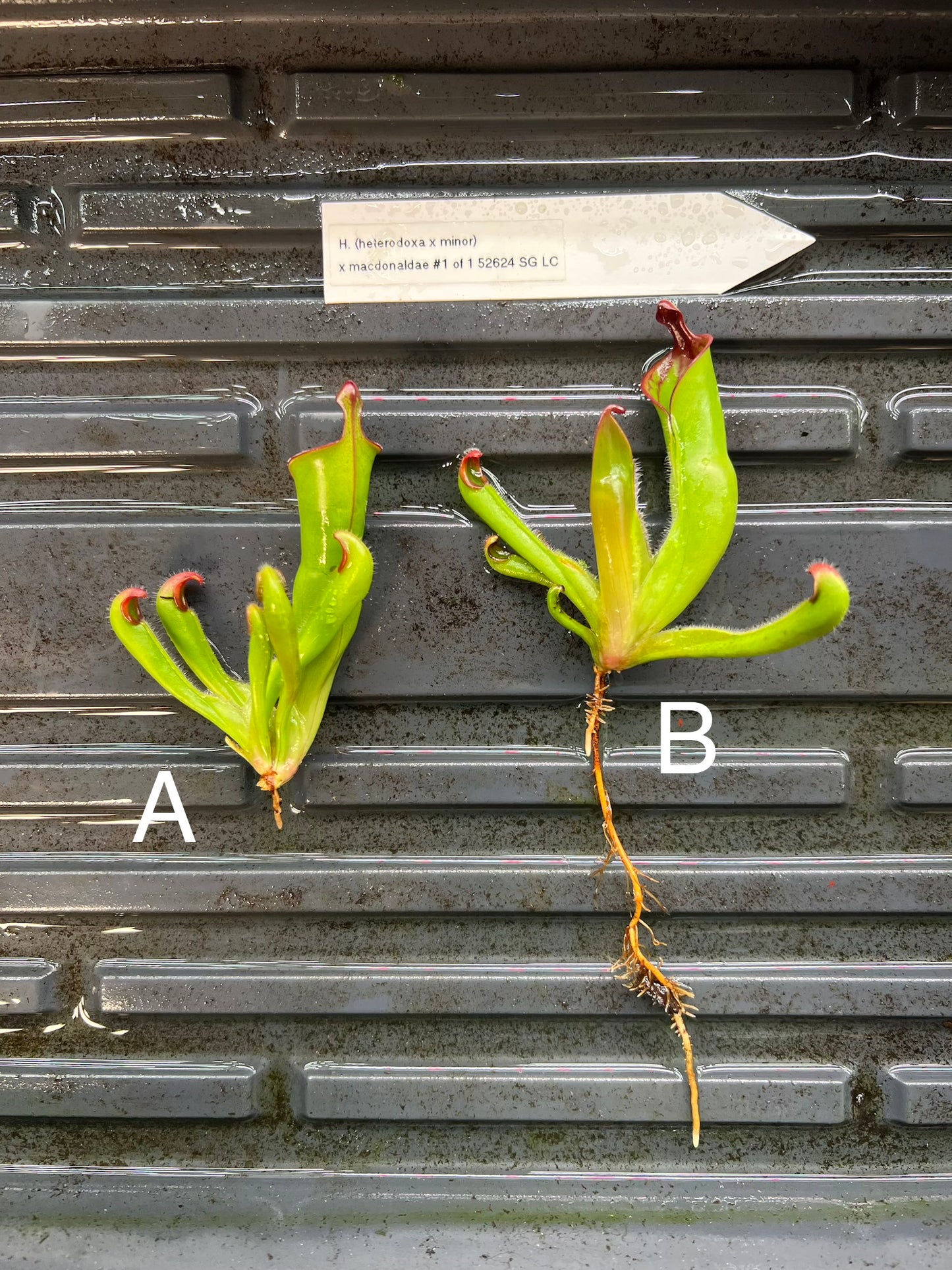 Heliamphora (heterodoxa x minor) x macdonaldae #1 52624SGLC - Fresh Divisions