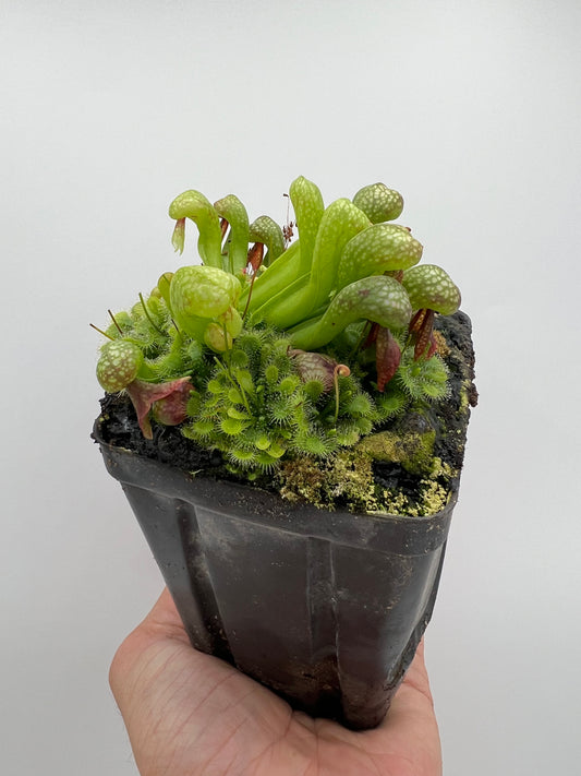 Darlingtonia californica (Cobra Pitcher Plant) - Seed Grown #196