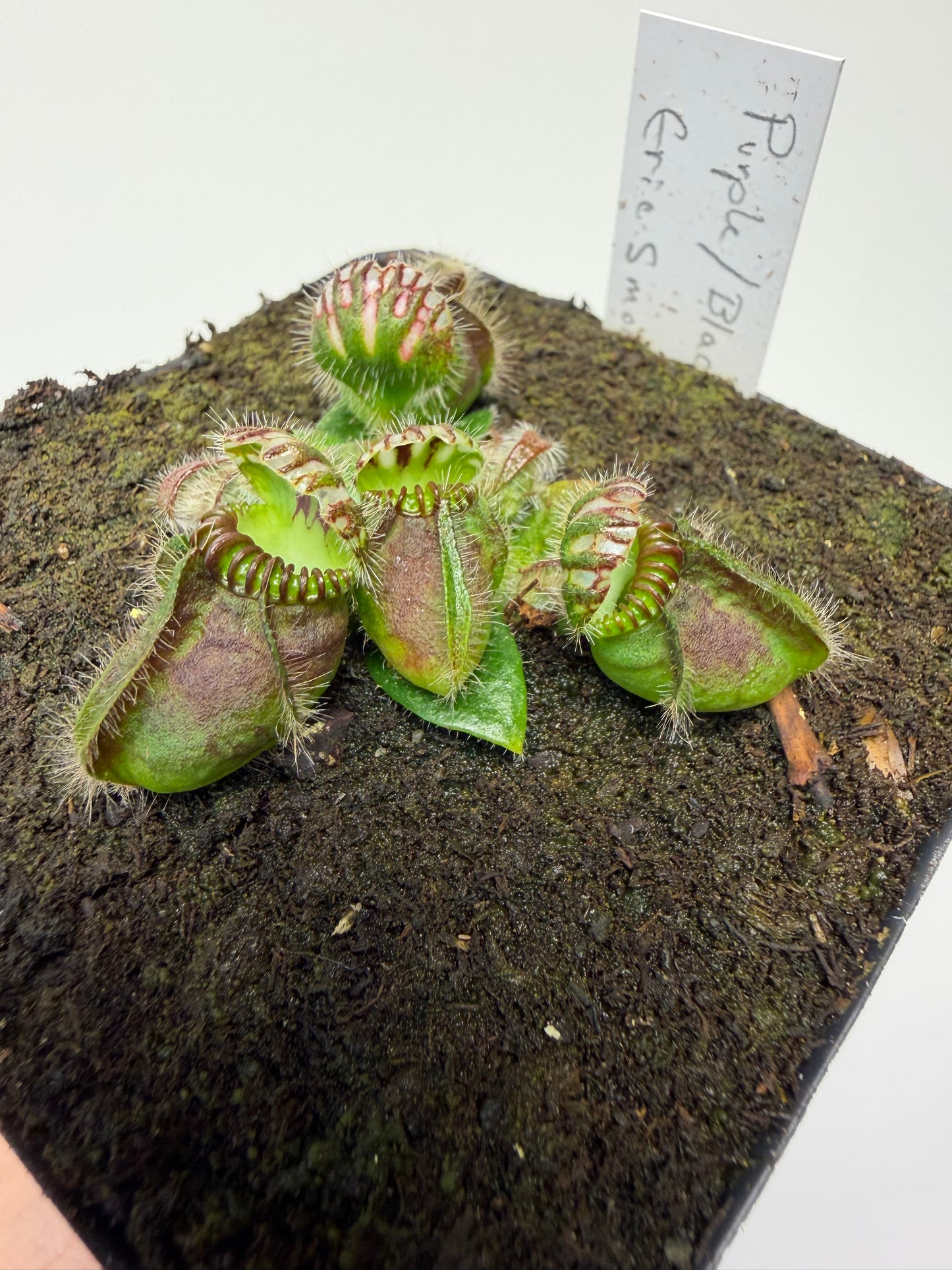 Cephalotus follicularis “Purple/Black” - Eric Smooth