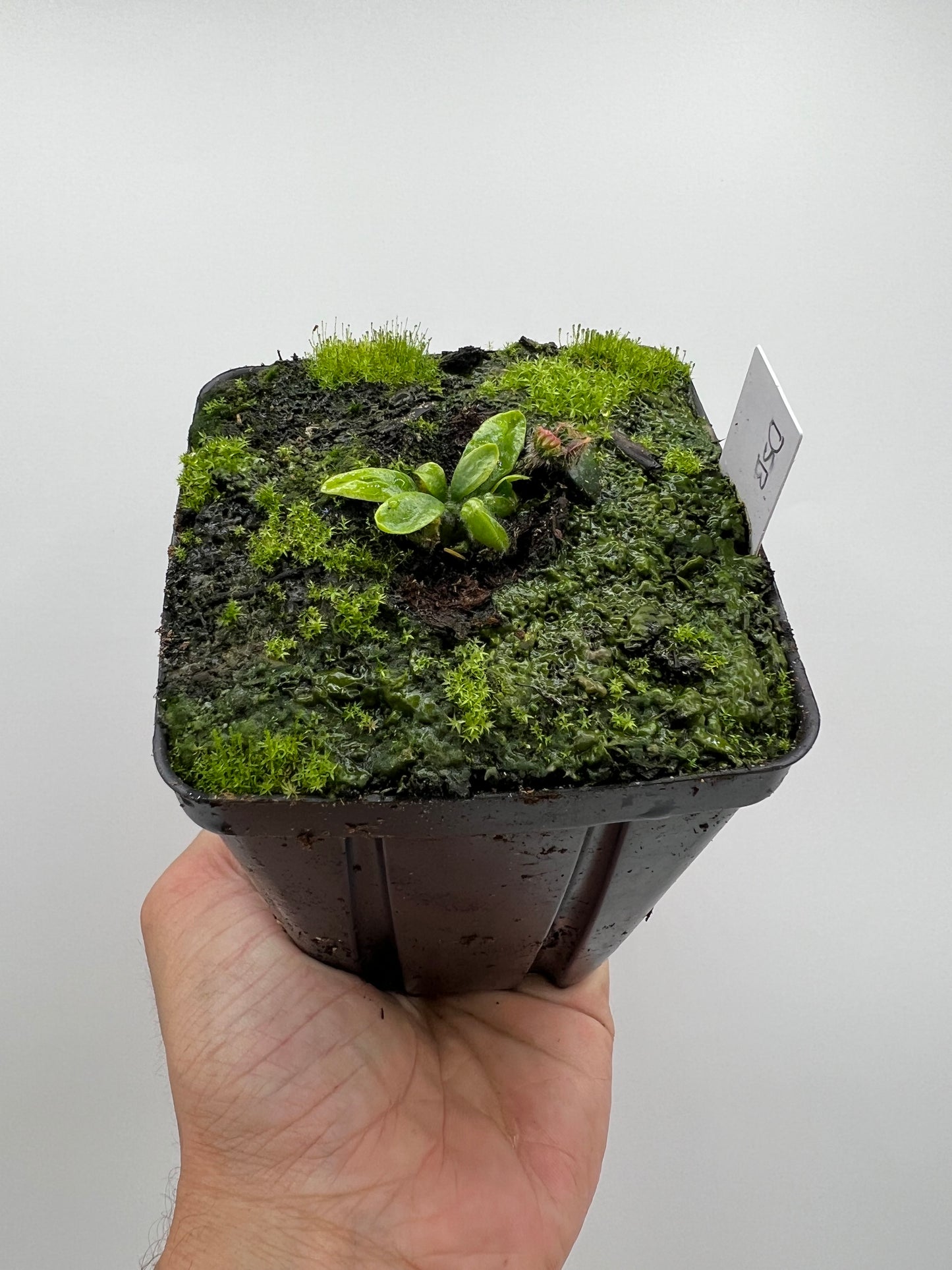 Cephalotus follicularis “David Švarc Black”
