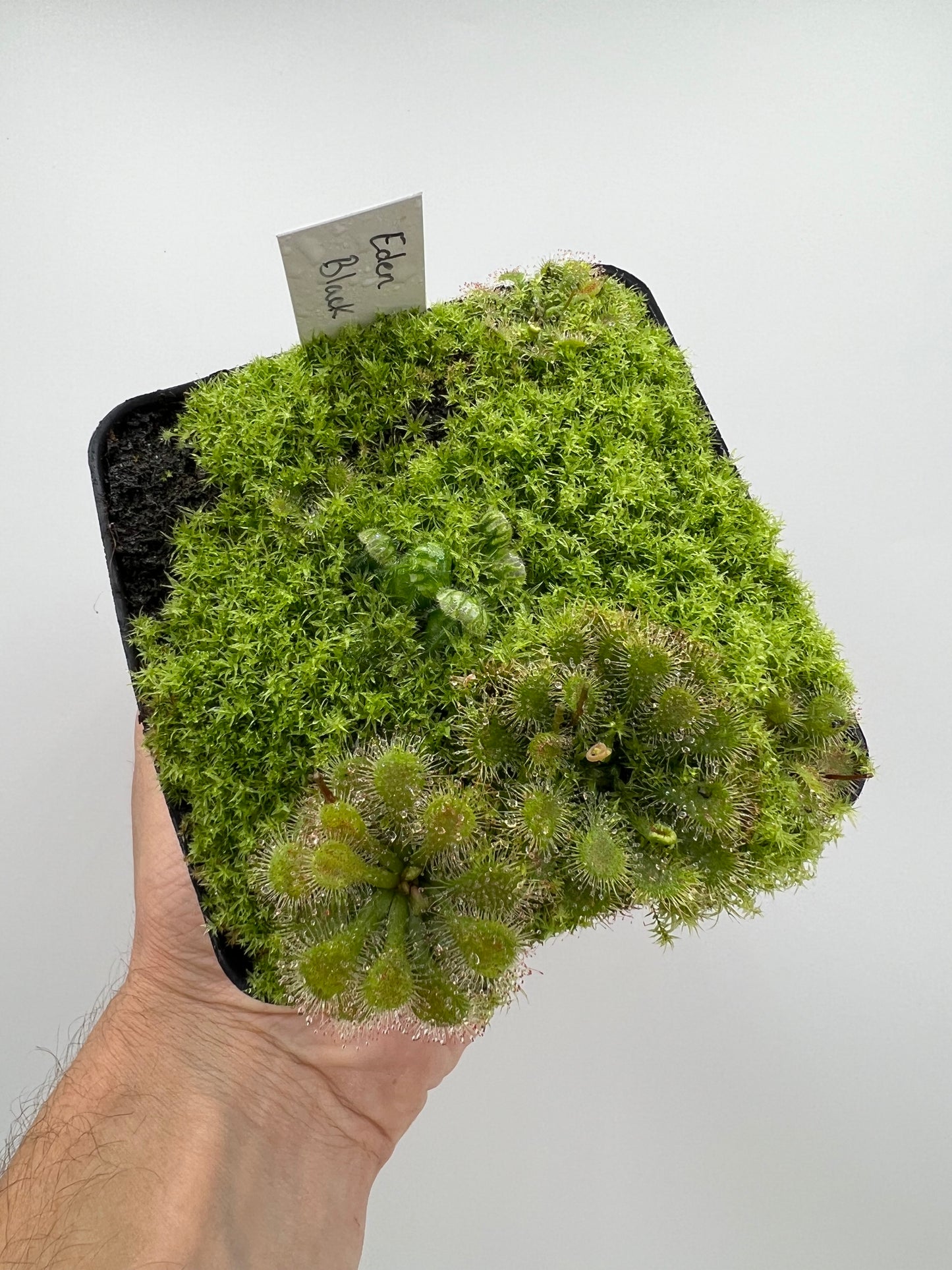 Cephalotus follicularis ‘Eden Black’ - *Rare*