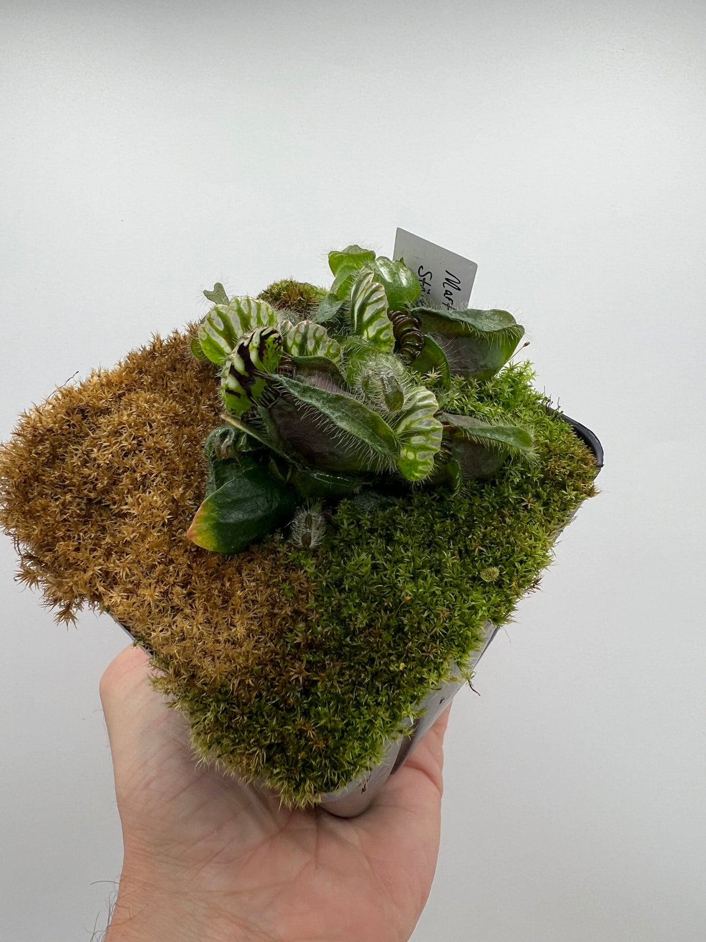 Cephalotus follicularis “Martin Stöckl”