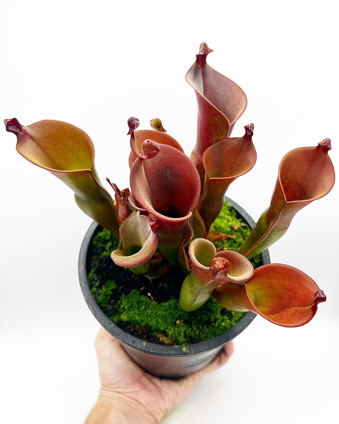 Heliamphora heterodoxa x ionasi - Potted, 1 Gallon