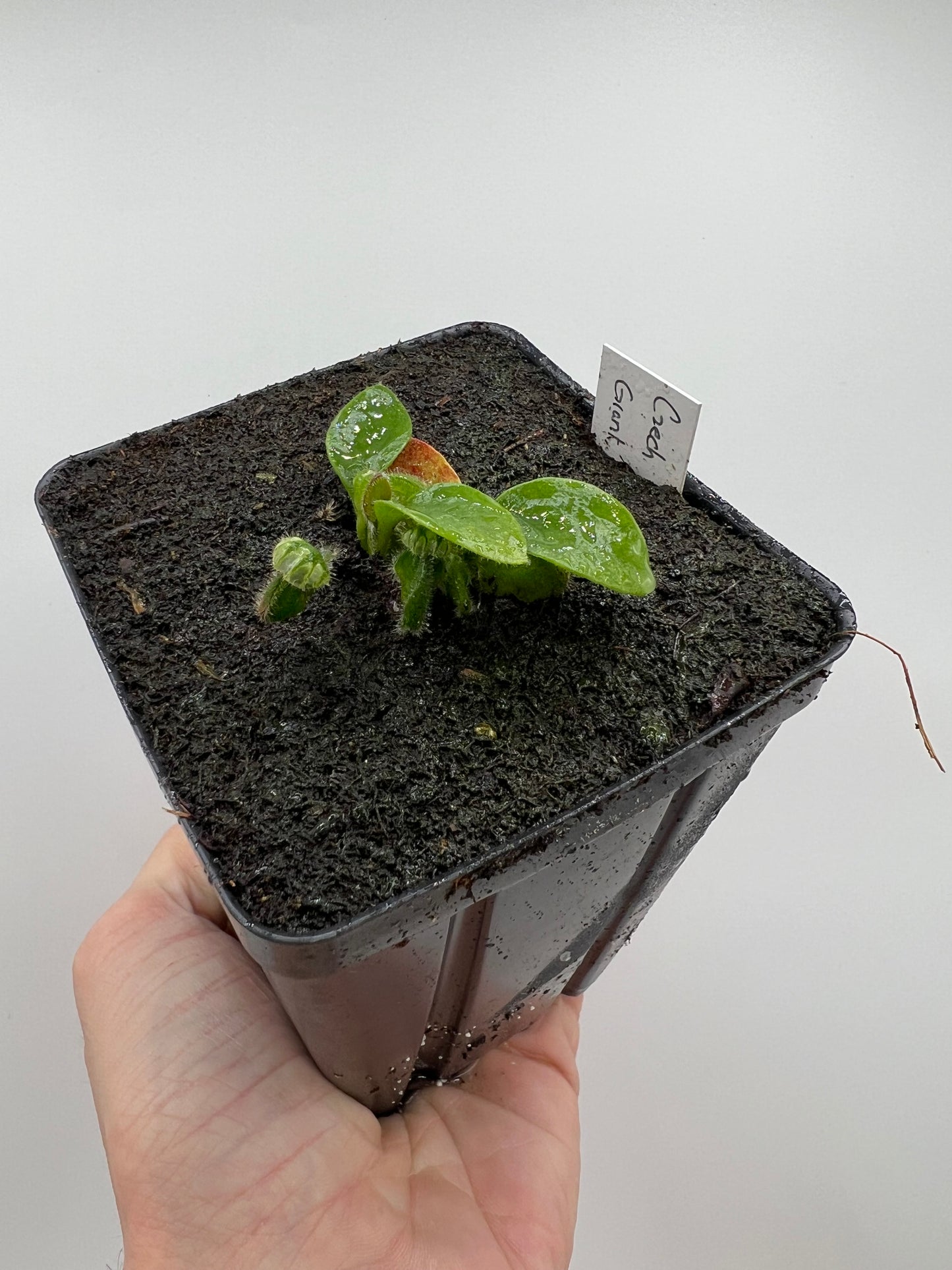 Cephalotus follicularis “Czech Giant”