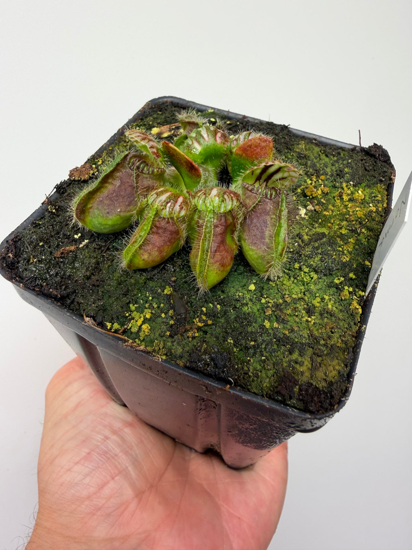 Cephalotus follicularis “Norma”