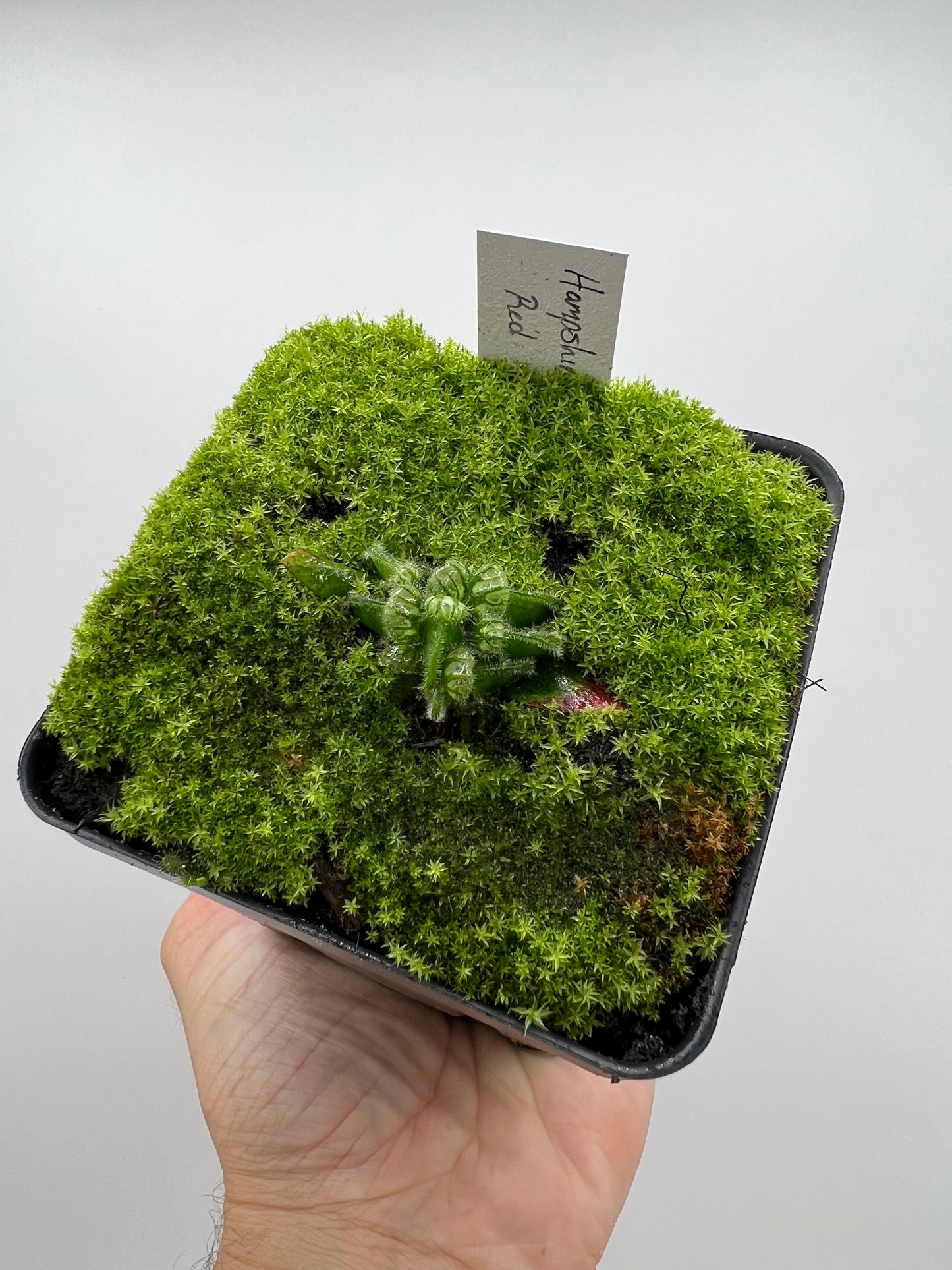 Cephalotus follicularis “Hampshire Red”