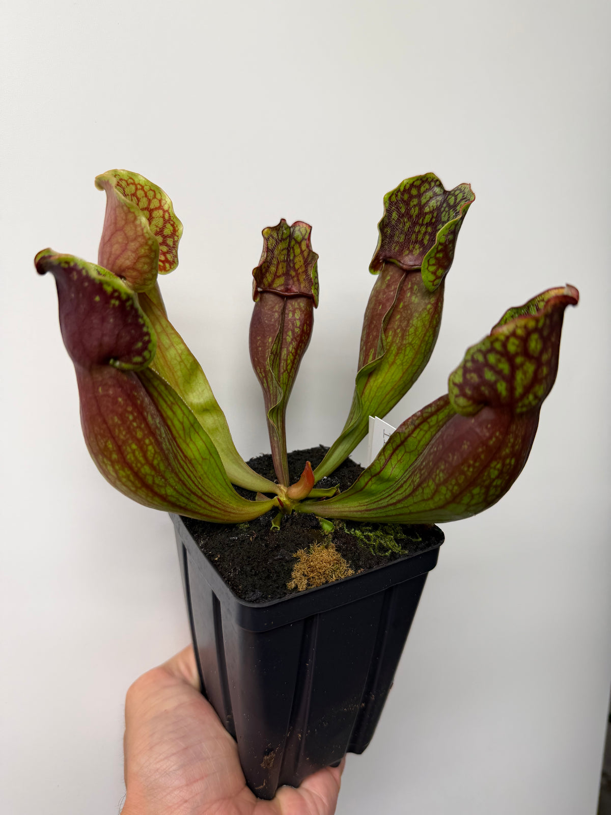 Sarracenia purpurea ssp. purpurea (Pike County, PA) - Seed Grown #11