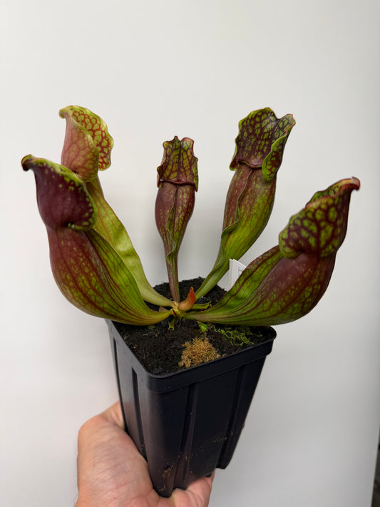 Sarracenia purpurea ssp. purpurea (Pike County, PA) - Seed Grown #11