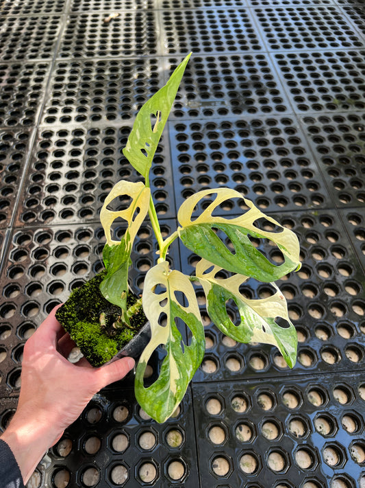 Monstera adansonii “Tricolor” LC