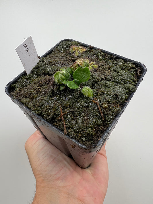 Cephalotus follicularis “Mighty Midget” - *Rare*