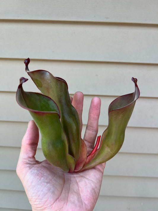 Heliamphora spec. Akopan x (heterodoxa x ionasi) #1 - Fresh Division (E)