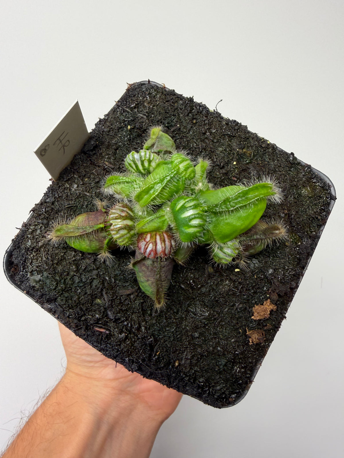 Cephalotus follicularis “Hampshire Red” #8