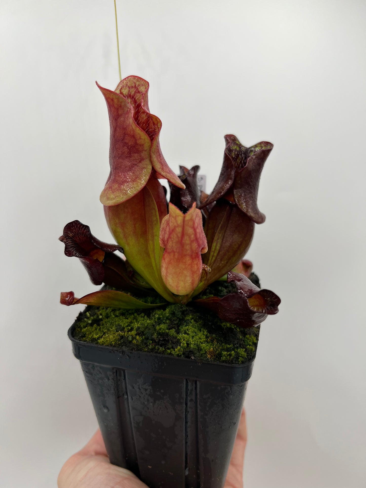 Sarracenia purpurea ssp. venosa (Brunswick Co, NC x Carteret Co, NC)  - Seed Grown #2
