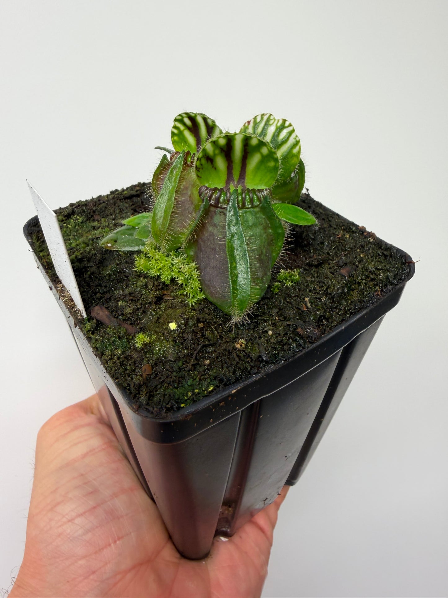 Cephalotus follicularis “Hampshire Red”