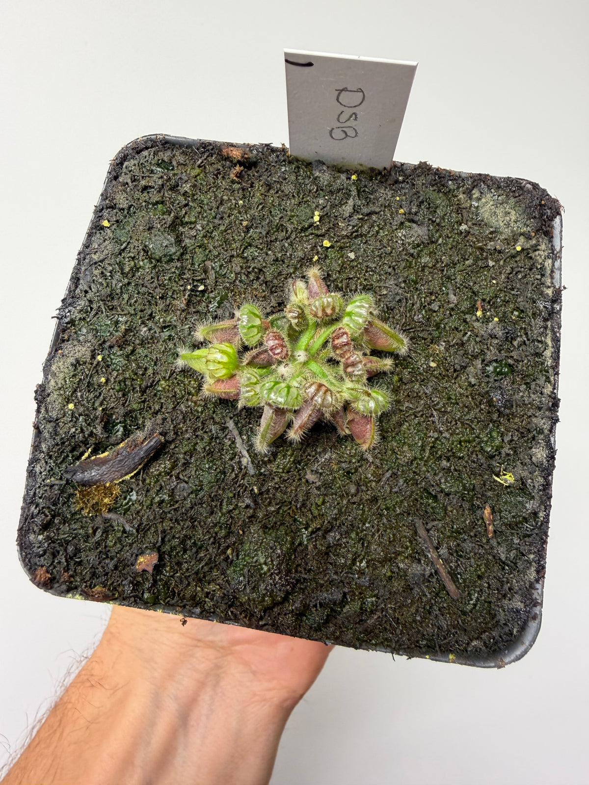 Cephalotus follicularis “David Švarc Black” #1 - *Rare*