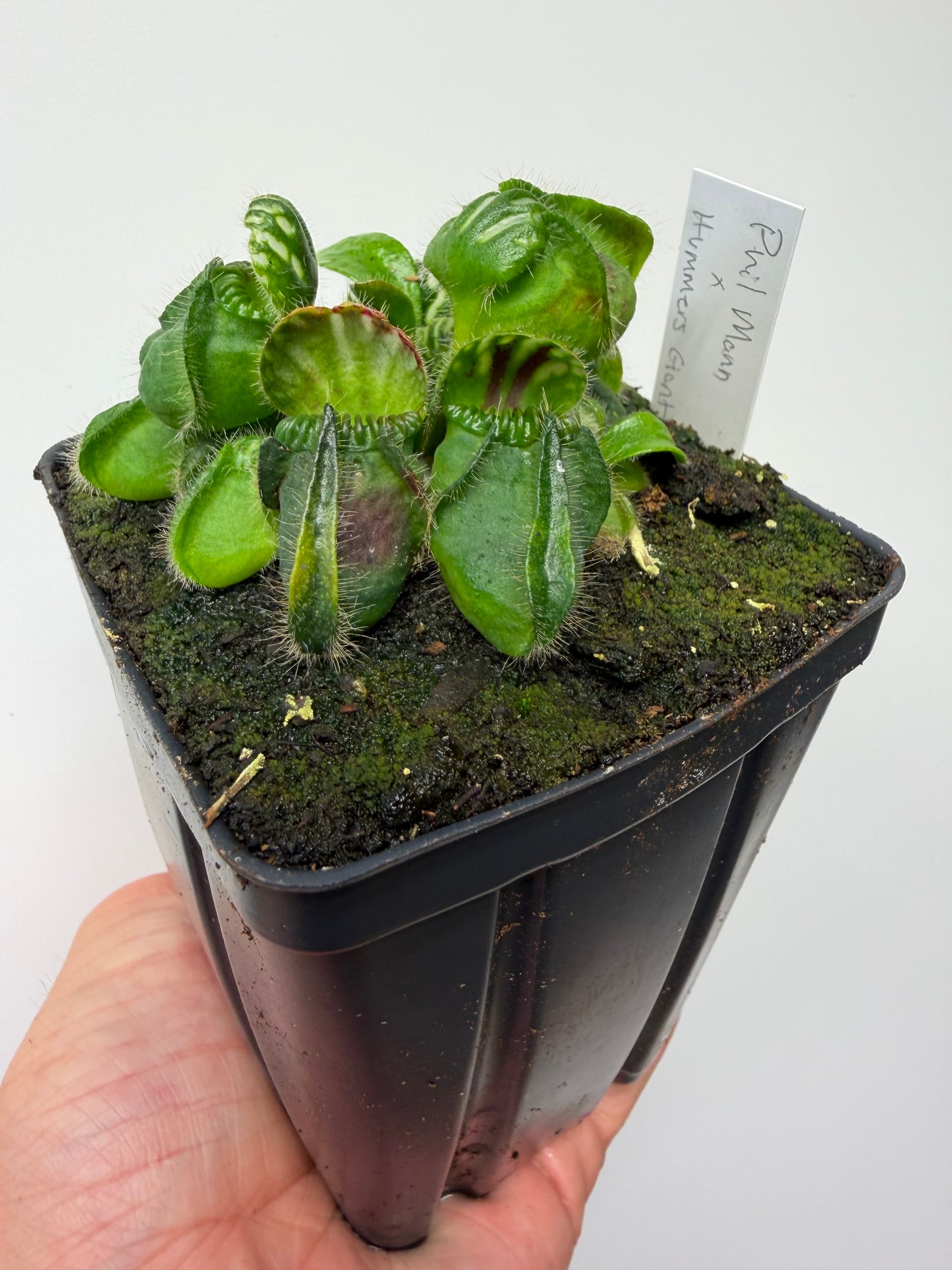 Cephalotus follicularis “Phil Mann” x “Hummers Giant”