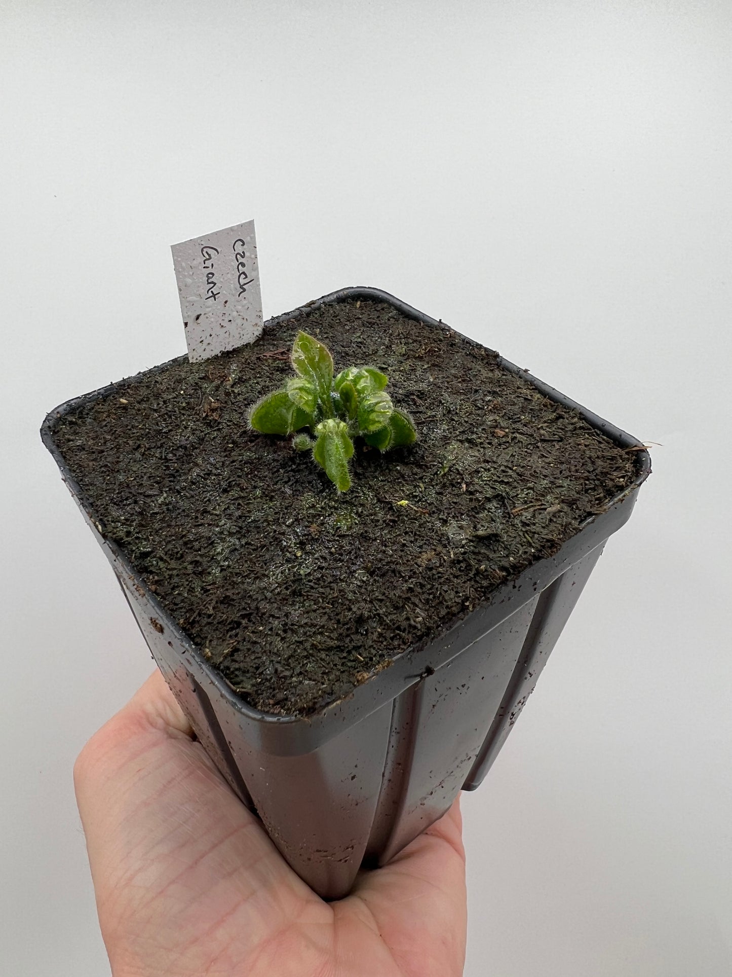 Cephalotus follicularis “Czech Giant”