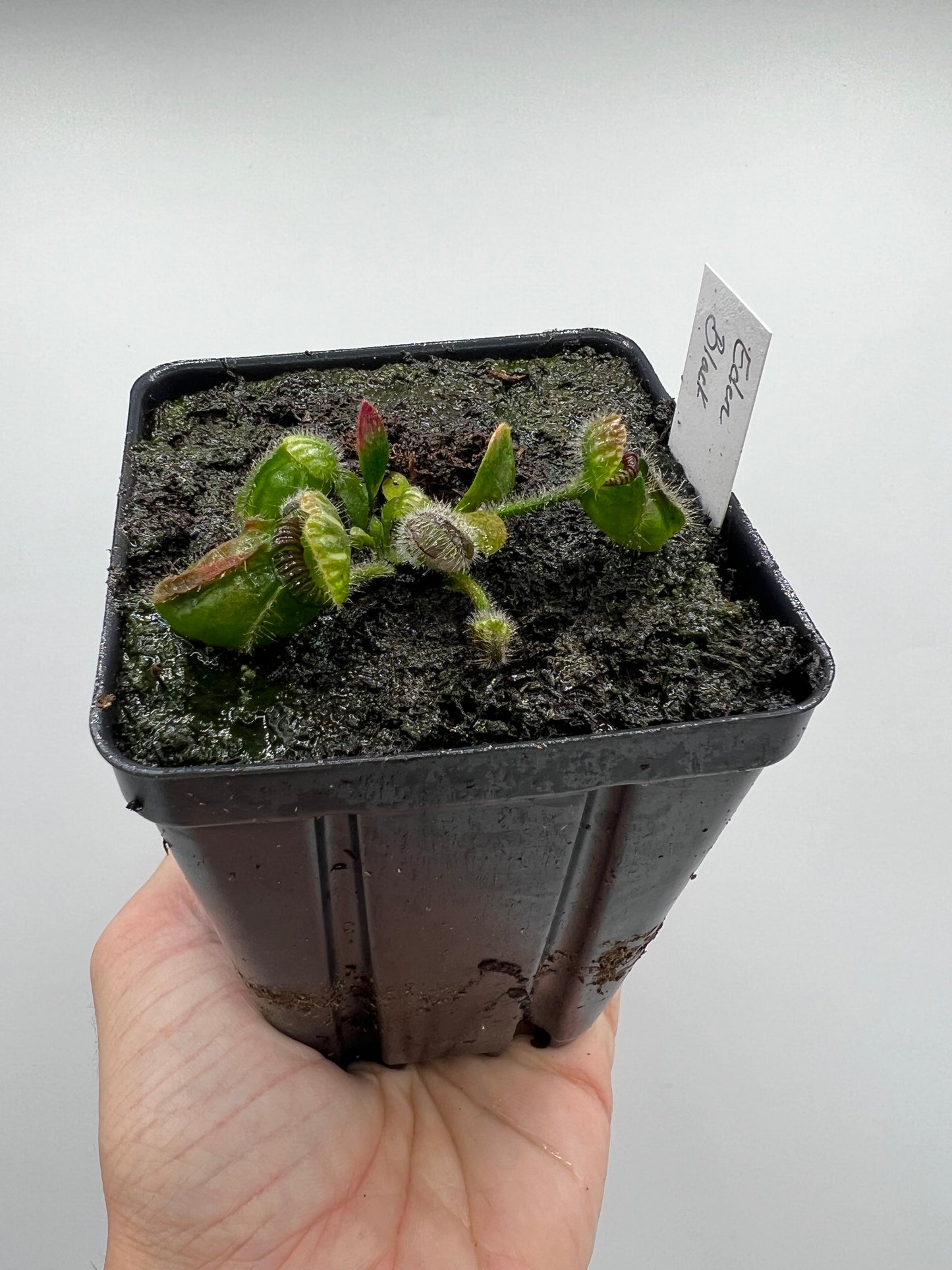 Cephalotus follicularis ‘Eden Black’ - *Rare* - [Large Division]