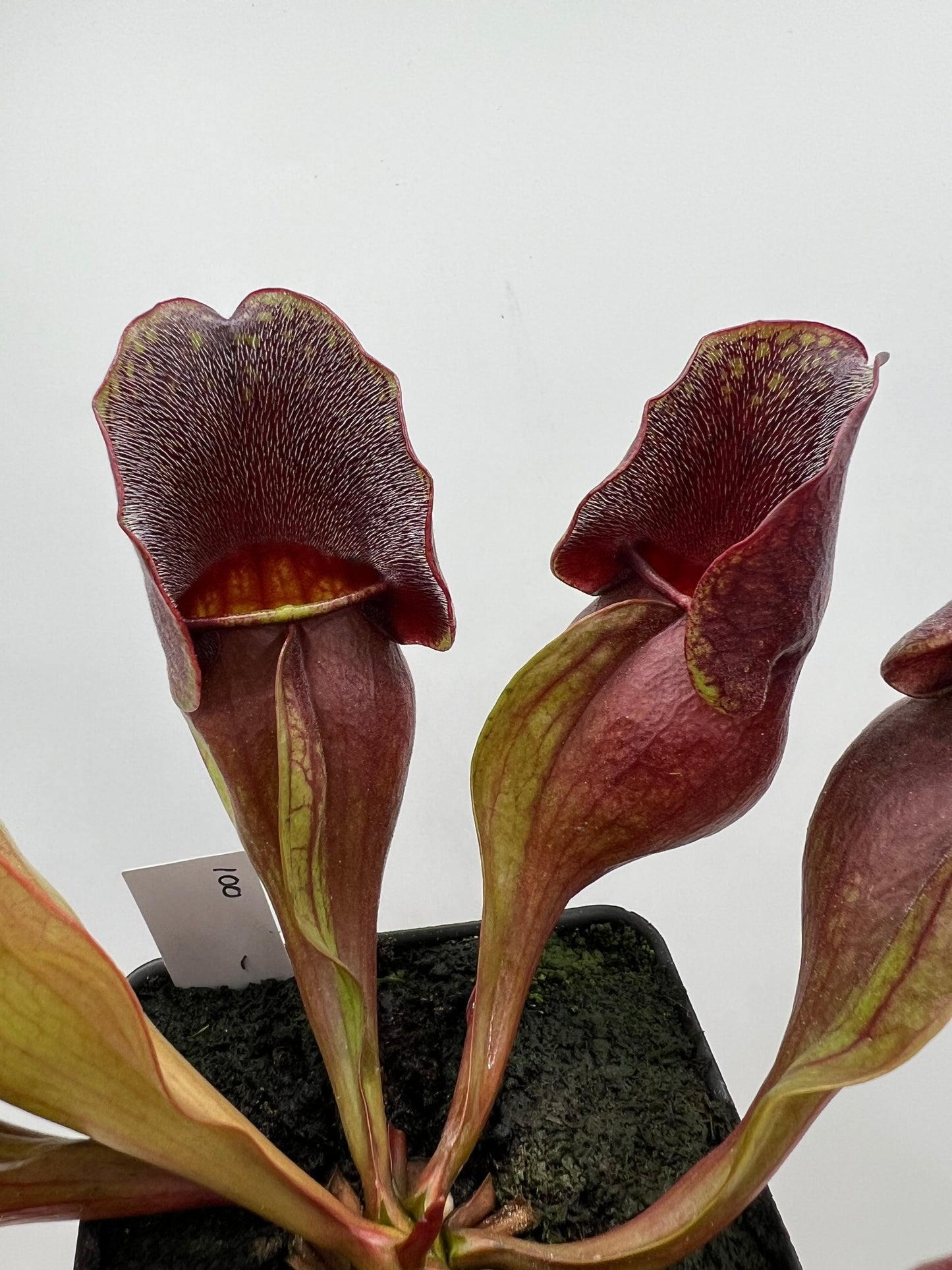 Sarracenia purpurea ssp. purpurea (Centre Co, PA) - Seed Grown #100