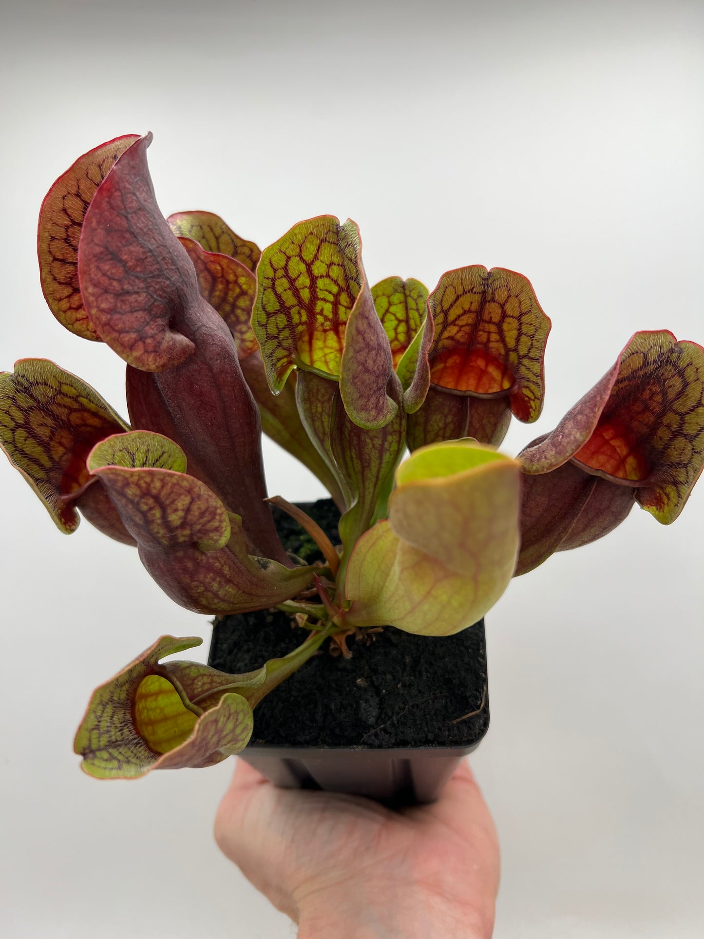 Sarracenia purpurea ssp. purpurea (Centre Co, PA) - Seed Grown #105