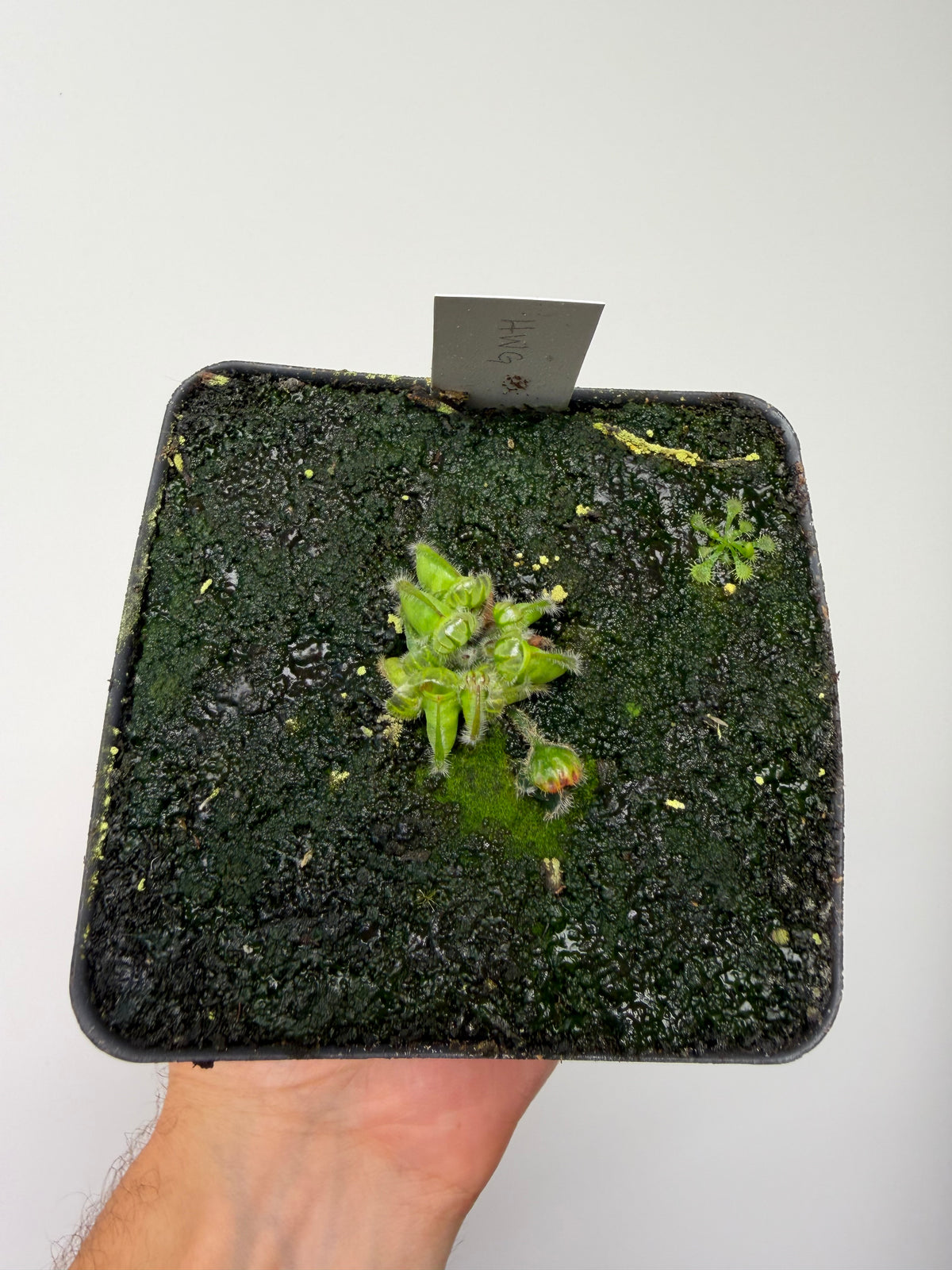 Cephalotus follicularis “Harald Weiner Giant” (aka True Giant) - *Rare*