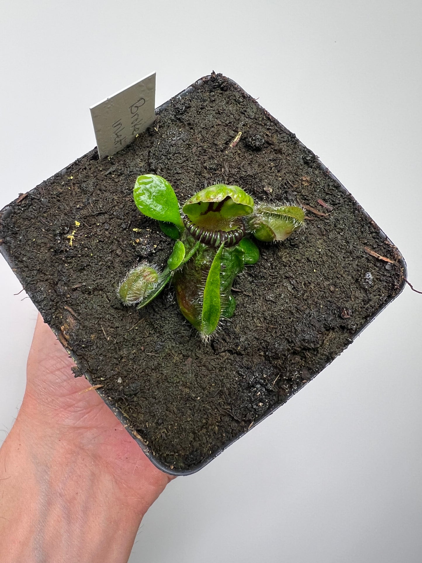 Cephalotus follicularis “Broke Inlet”