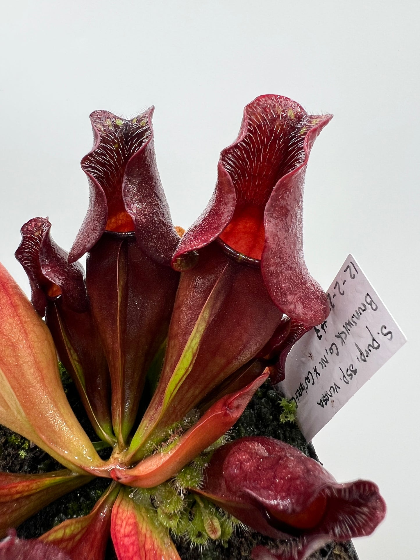 Sarracenia purpurea ssp. venosa (Brunswick Co, NC x Carteret Co, NC)  - Seed Grown #3