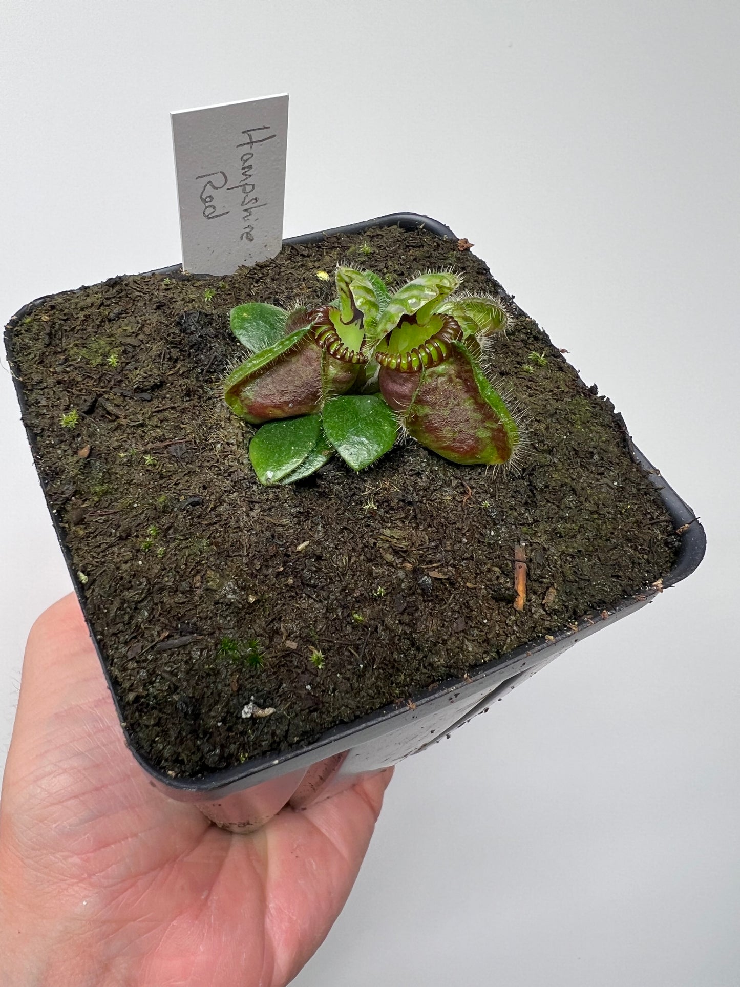 Cephalotus follicularis “Hampshire Red”