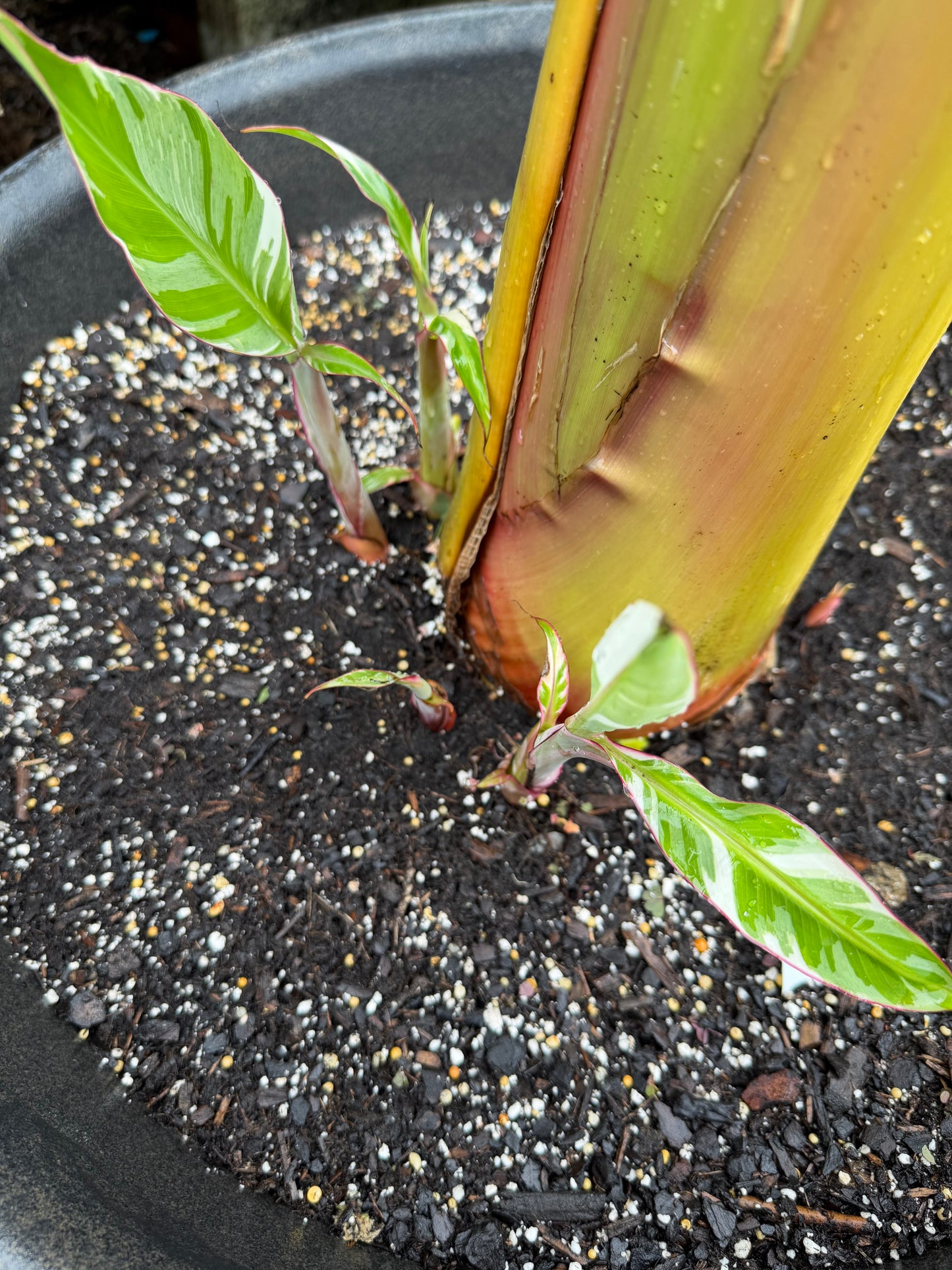 Musa florida - Rare White Variegated Banana (not from TC)