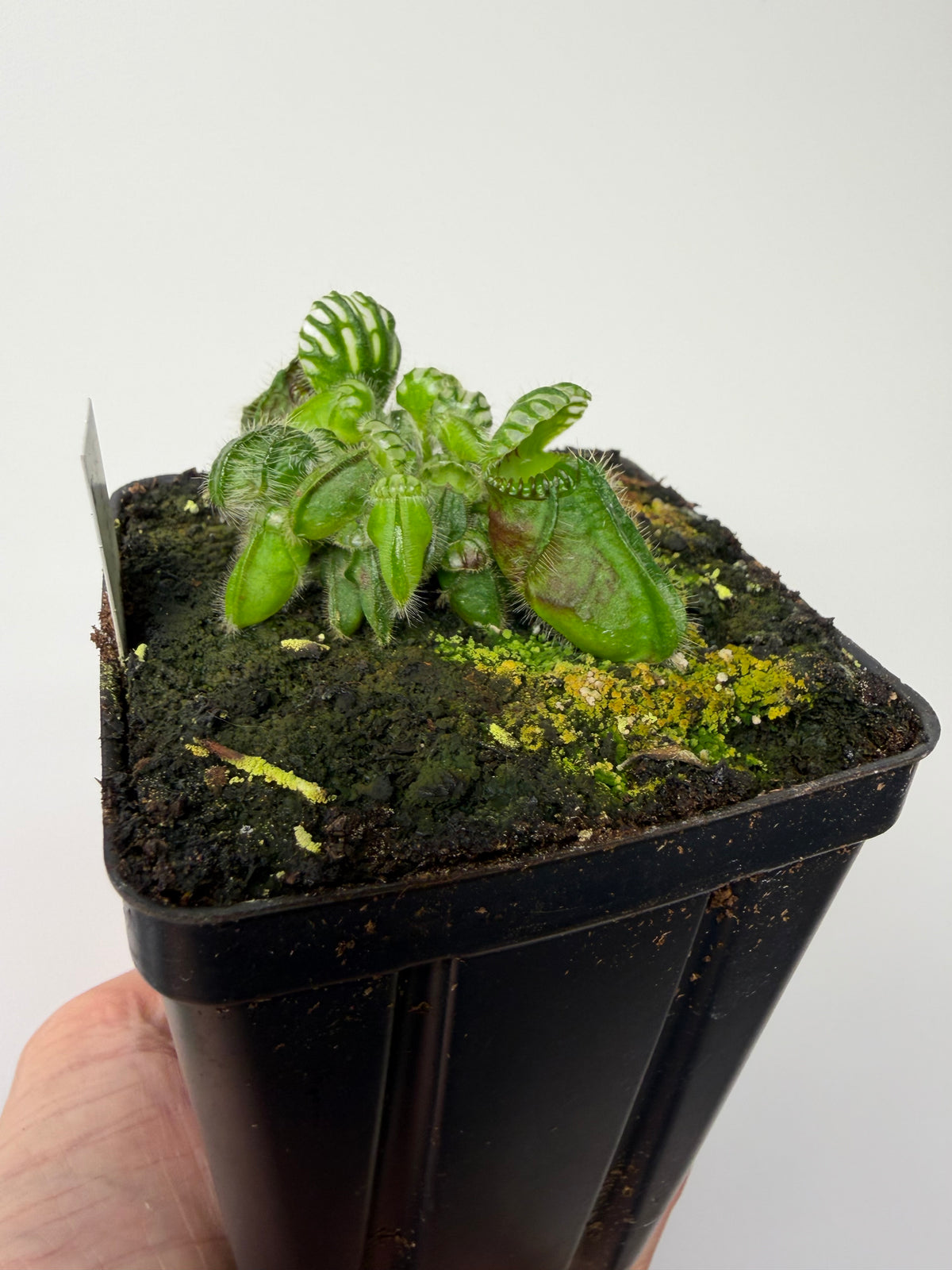 Cephalotus follicularis “Norma” #6