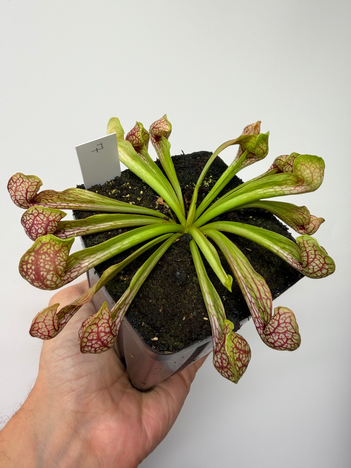Sarracenia psittacina - “Turkey Hen Creek” - Seed Grown (7)