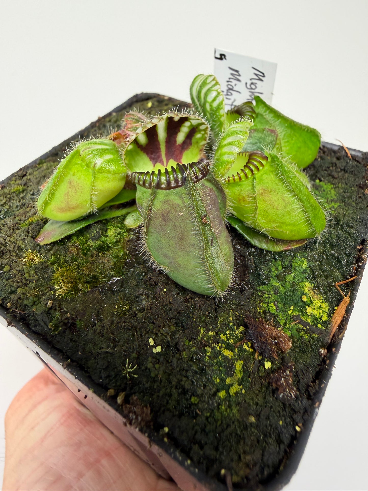 Cephalotus follicularis “Mighty Midget” - *Rare* (5)