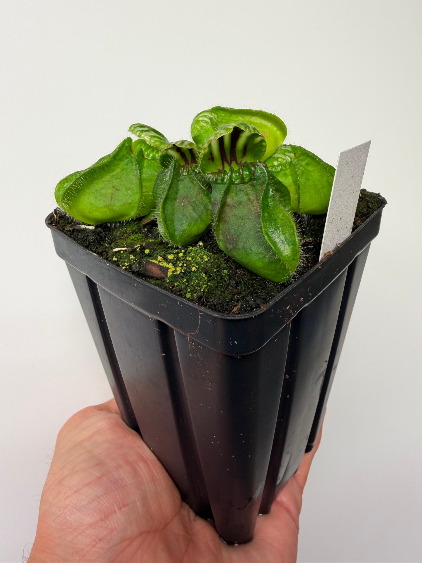 Cephalotus follicularis “Hampshire Red”