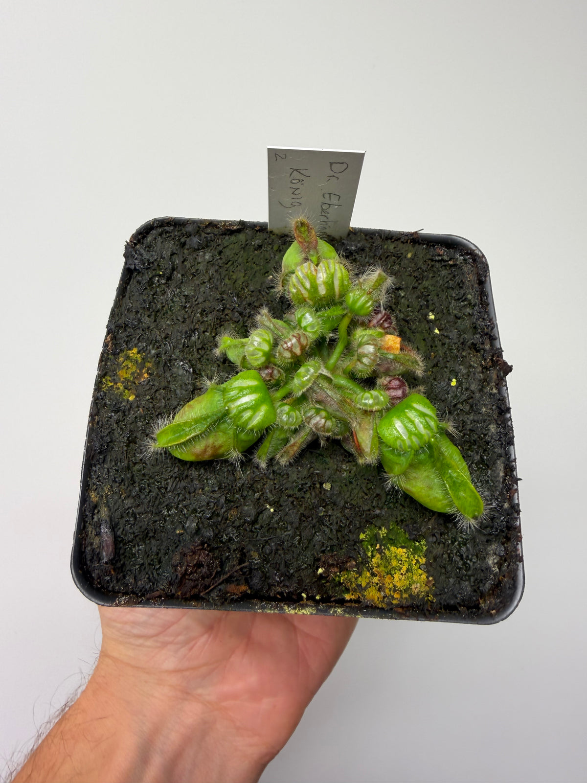 Cephalotus follicularis “Dr. Eberhard König” #2
