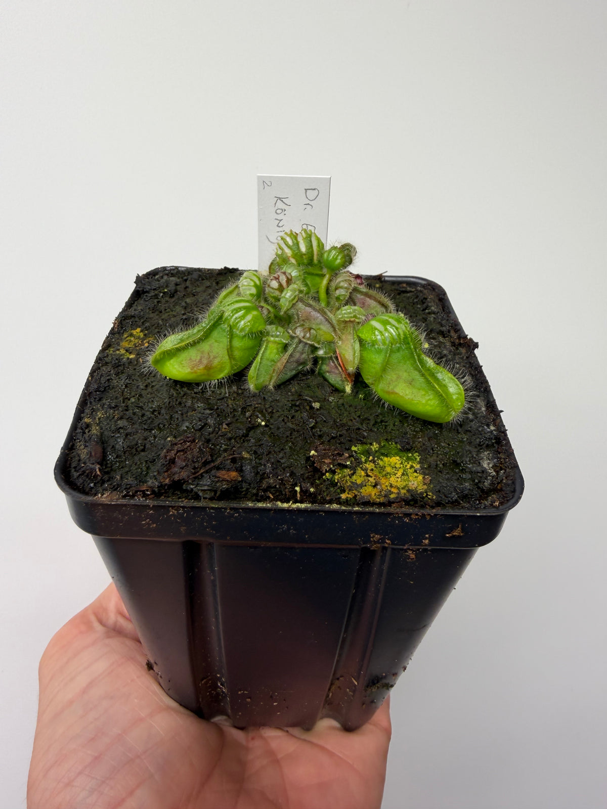 Cephalotus follicularis “Dr. Eberhard König” #2