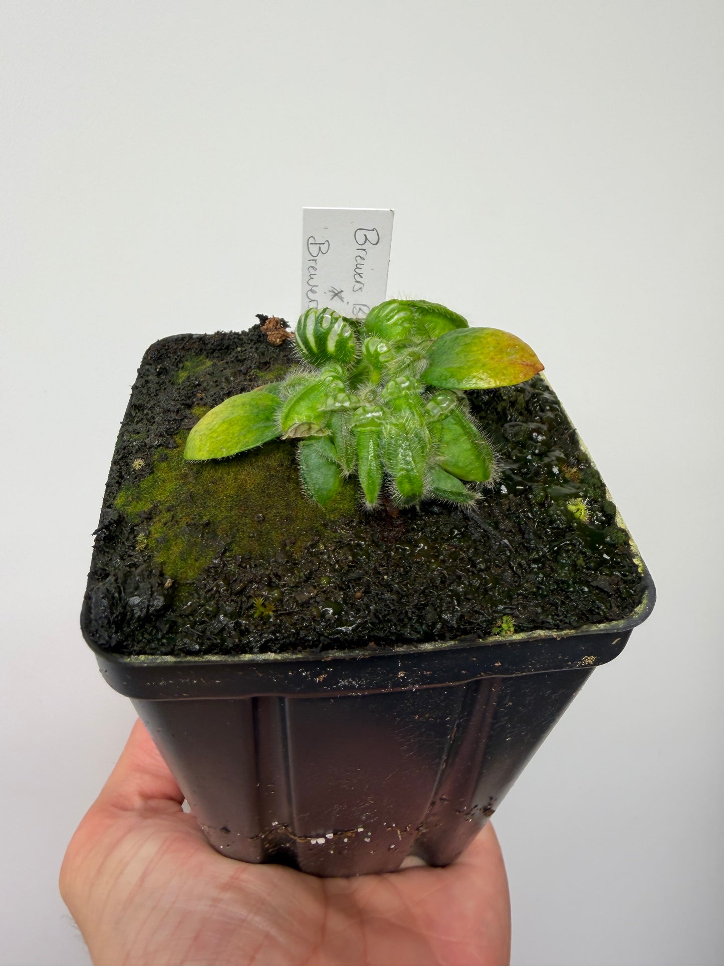 Cephalotus follicularis “Brewers Beauty” x “Brewers”