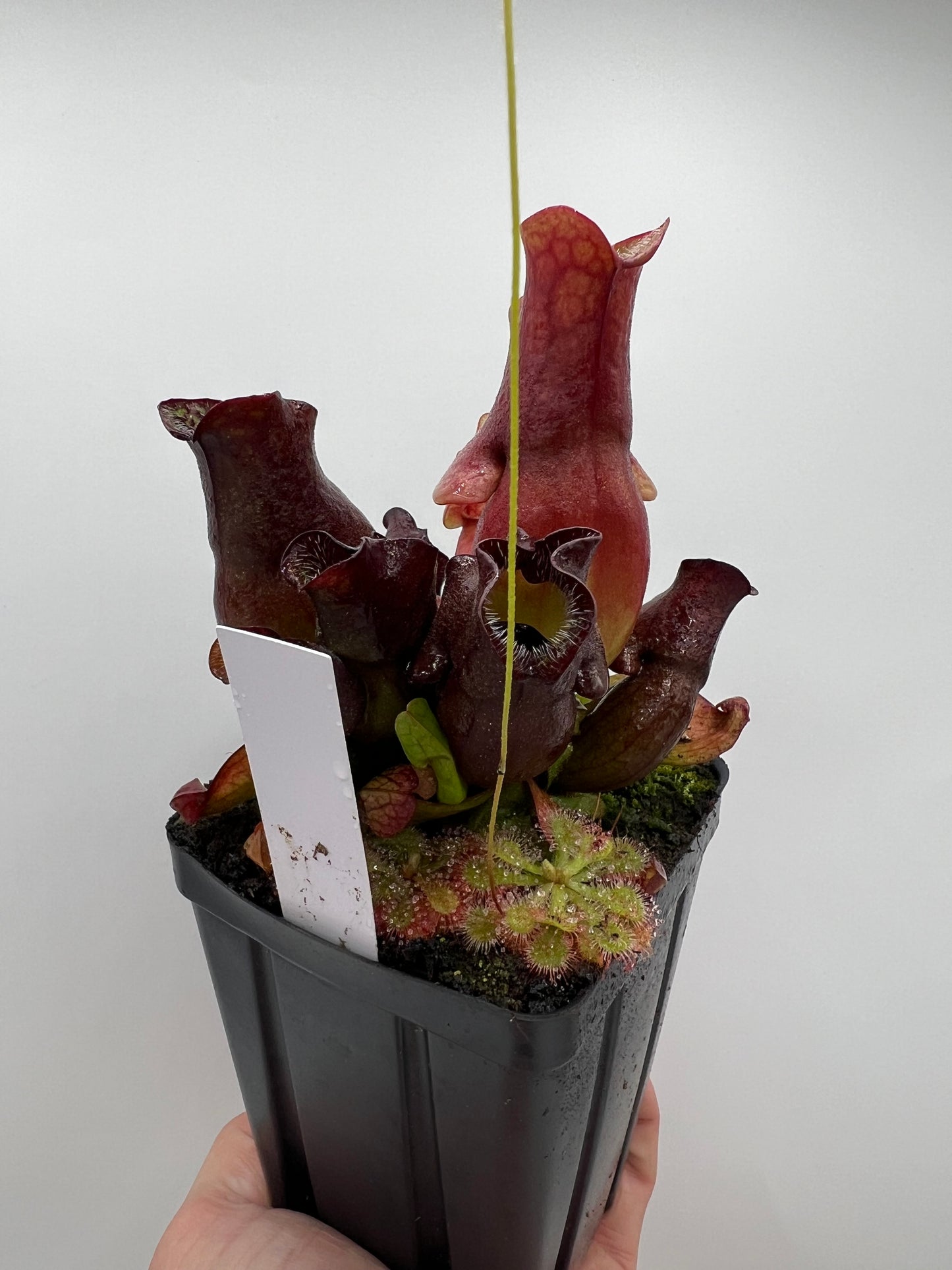 Sarracenia purpurea ssp. venosa (Brunswick Co, NC x Carteret Co, NC)  - Seed Grown #2