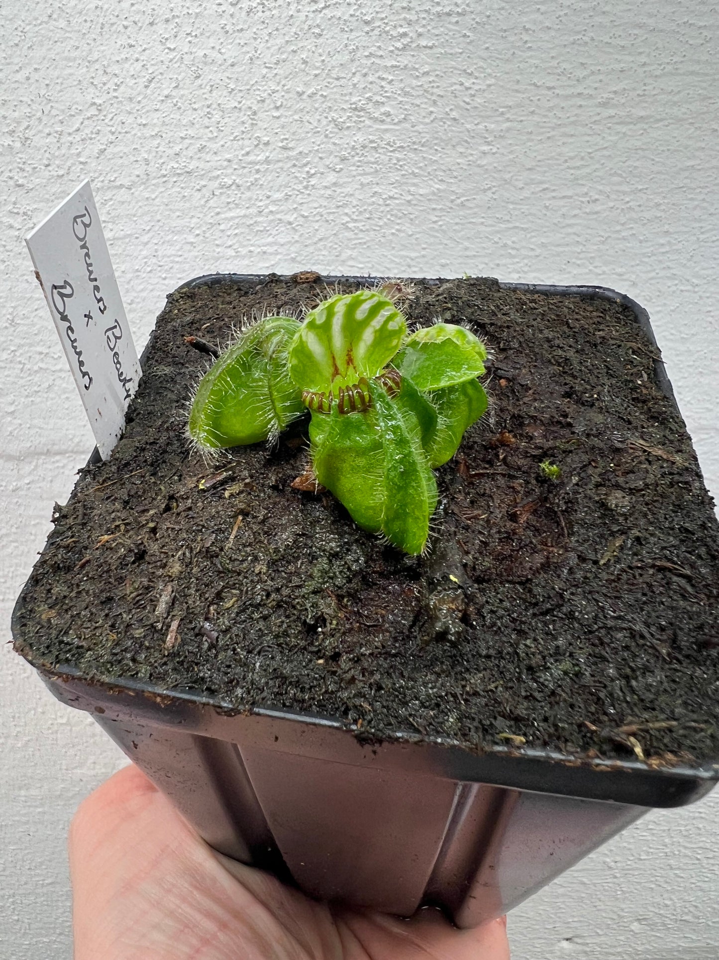 Cephalotus follicularis “Brewers Beauty” x “Brewers”