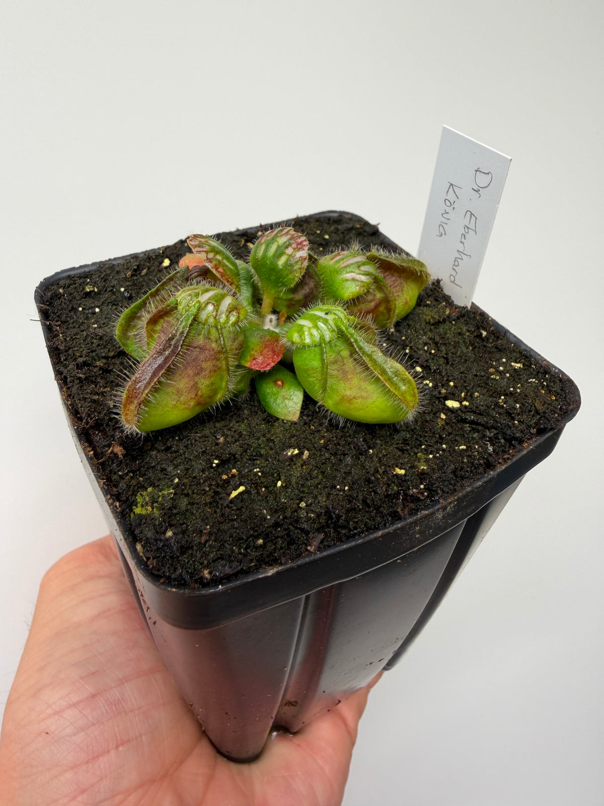 Cephalotus follicularis “Dr. Eberhard König”