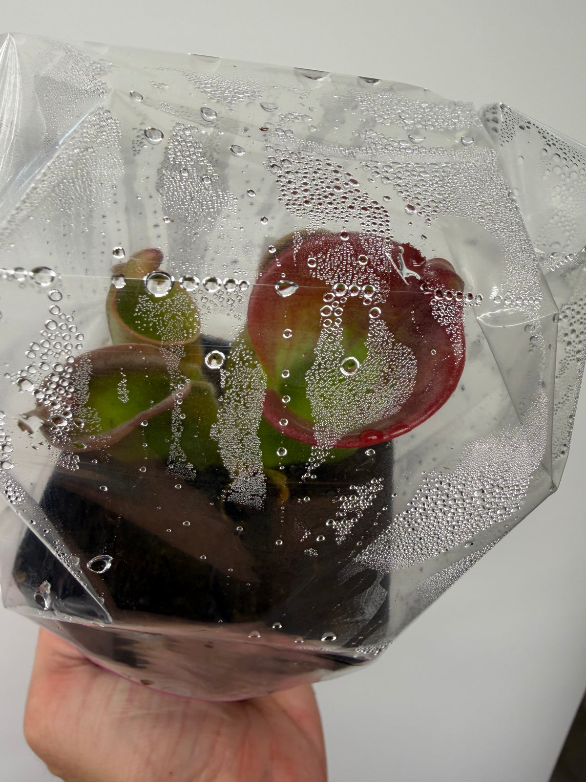 Heliamphora (heterodoxa x minor) x macdonaldae #1 52624 SGLC - Potted Division
