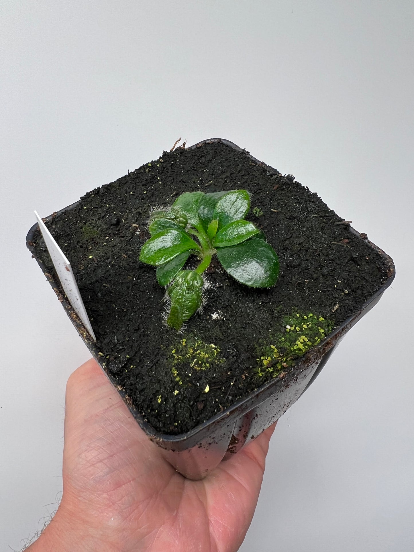 Cephalotus follicularis “Dr. Eberhard König”